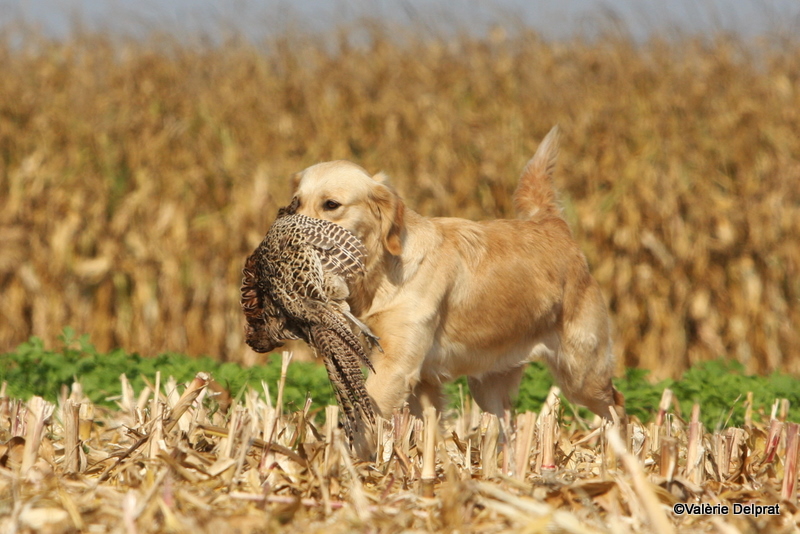 Field Erstein 09 (174).JPG